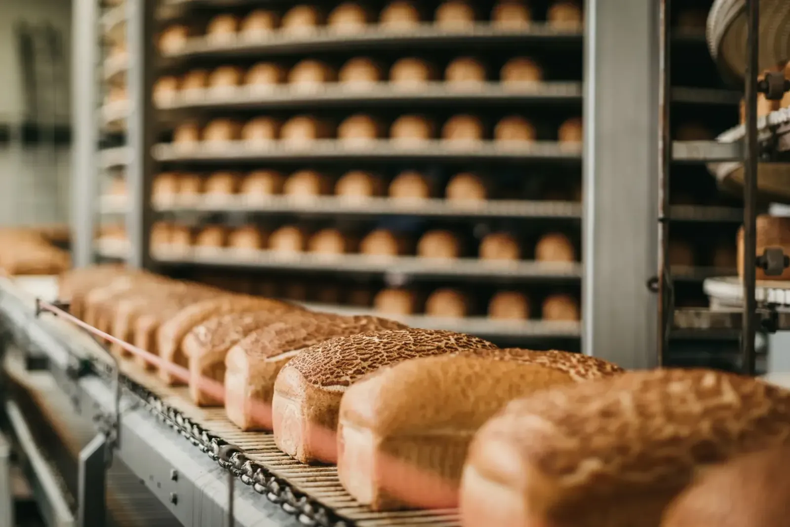 Fresh loaves of bread moving along a Gold Coast Bakery production line
